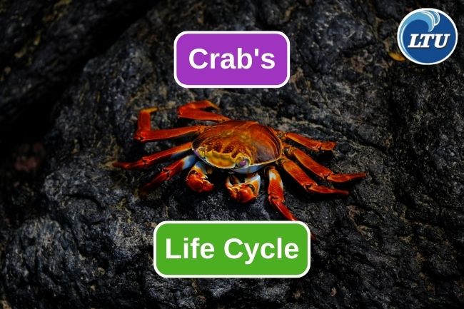 Crab’s Life Cycle In 5 Stages